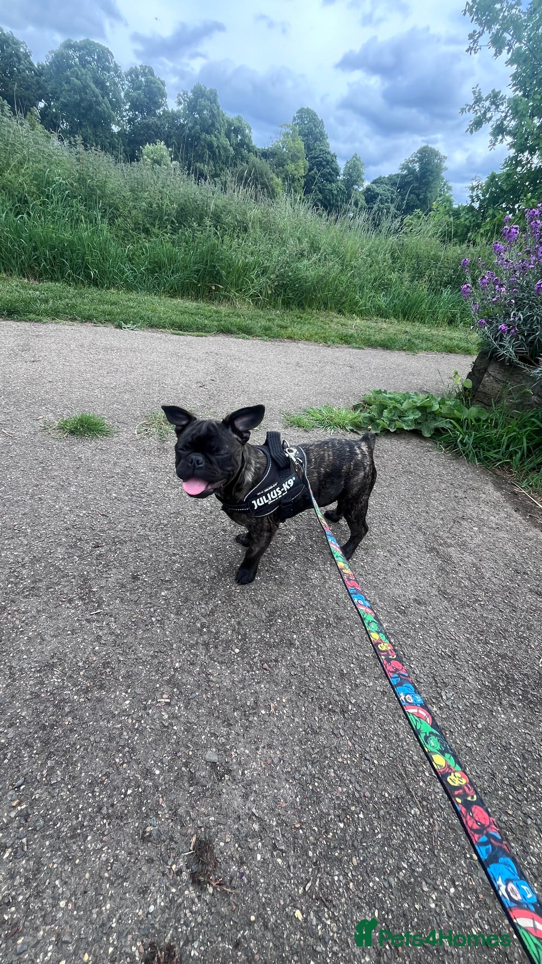 Frug dogs for sale: Frug for rehoming called marvel  - Advert 5