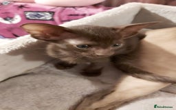 Oriental cats for sale: Full Pedigree Oriental 1 Kitten XL size ears GCCF - Advert 28