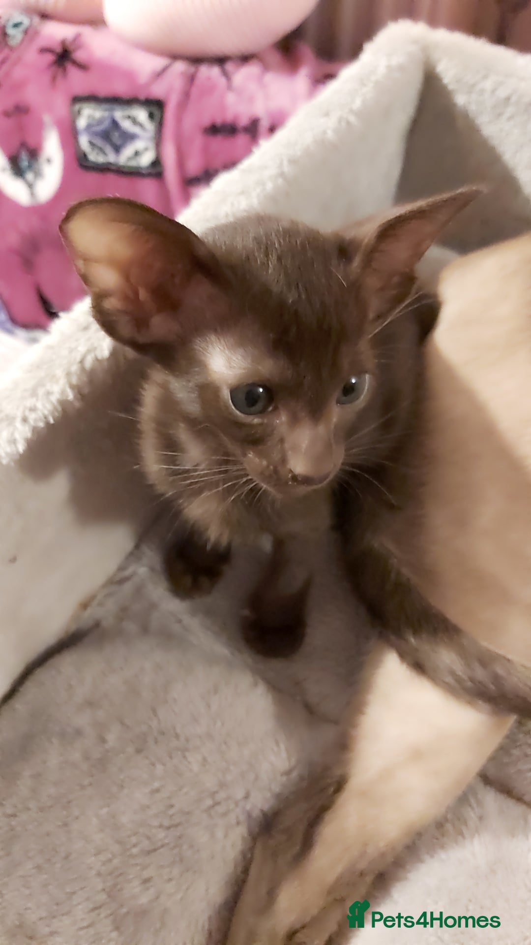 Oriental cats for sale: Full Pedigree Oriental 1 Kitten XL size ears GCCF - Advert 28