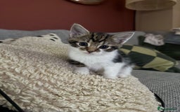 Mixed Breed cats for sale: 5 beautiful kittens for sale - Image 7