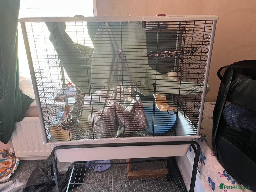 Rat rodents for sale: Two lovely male dumbo rats  - Image 1