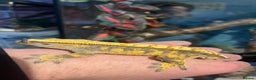 Gecko reptiles for sale: Crested geckos for sale  - Advert 6