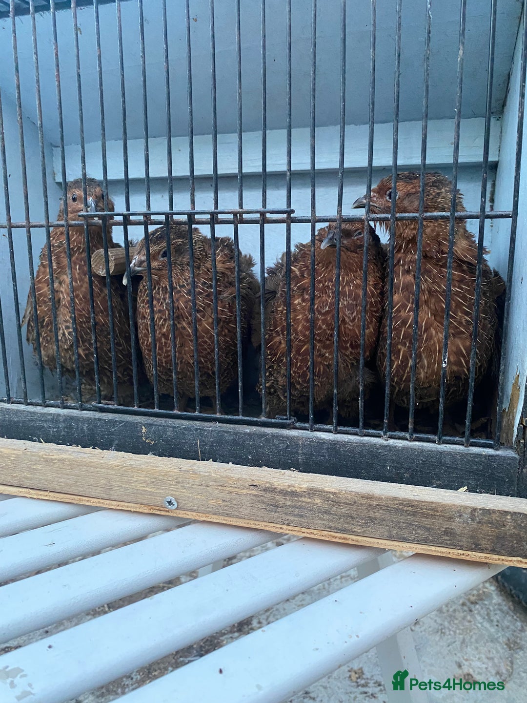 Chickens poultry for sale: Beautiful cock, Pigeon,Quail,H-egg,priceseparate  in Barking - Image 2