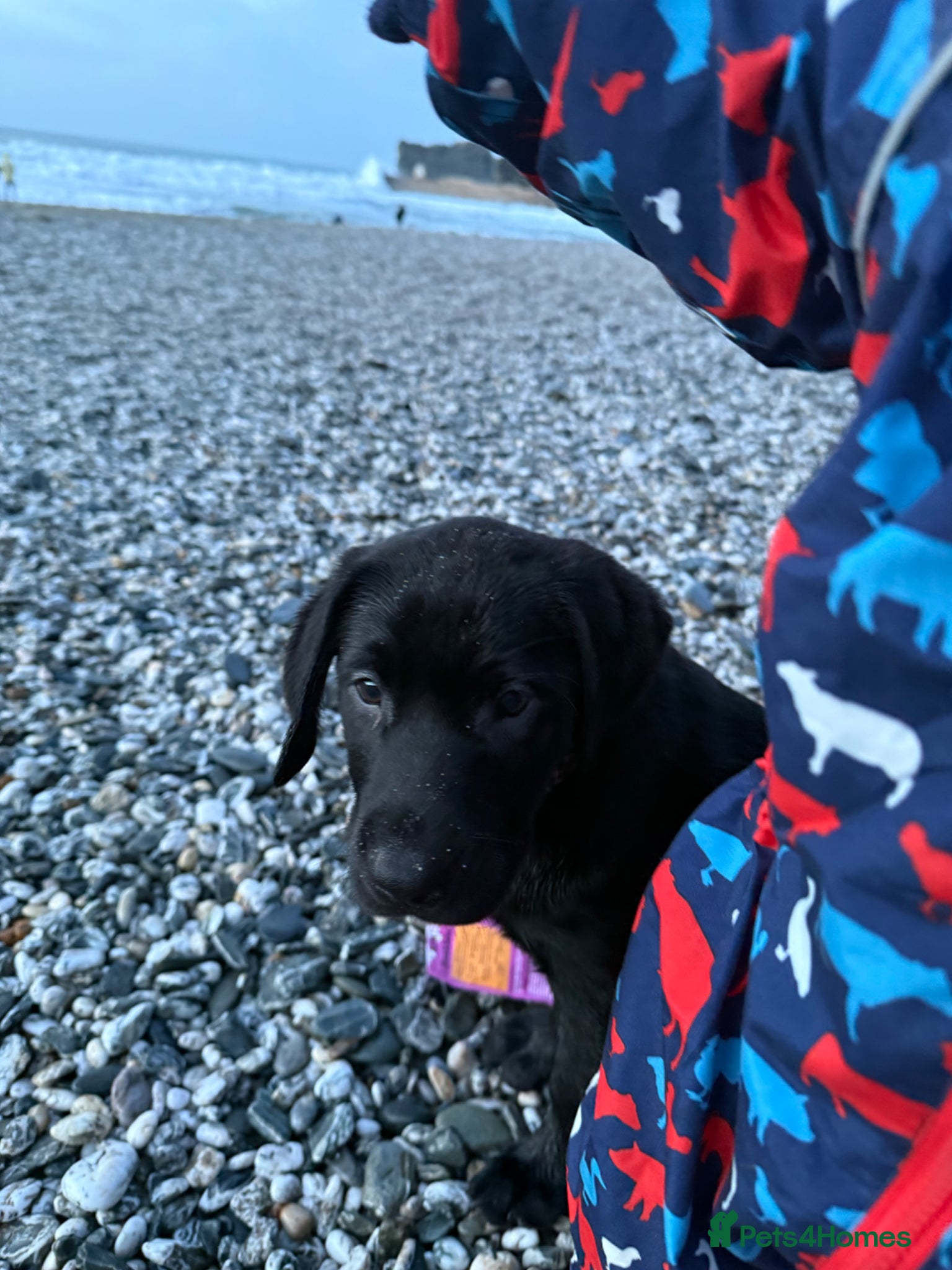 Labrador Retriever dogs Black Labrador pup - Advert 3
