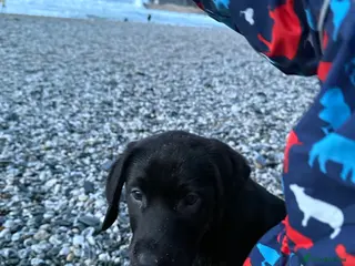 Labrador Retriever dogs Black Labrador pup - Advert 3