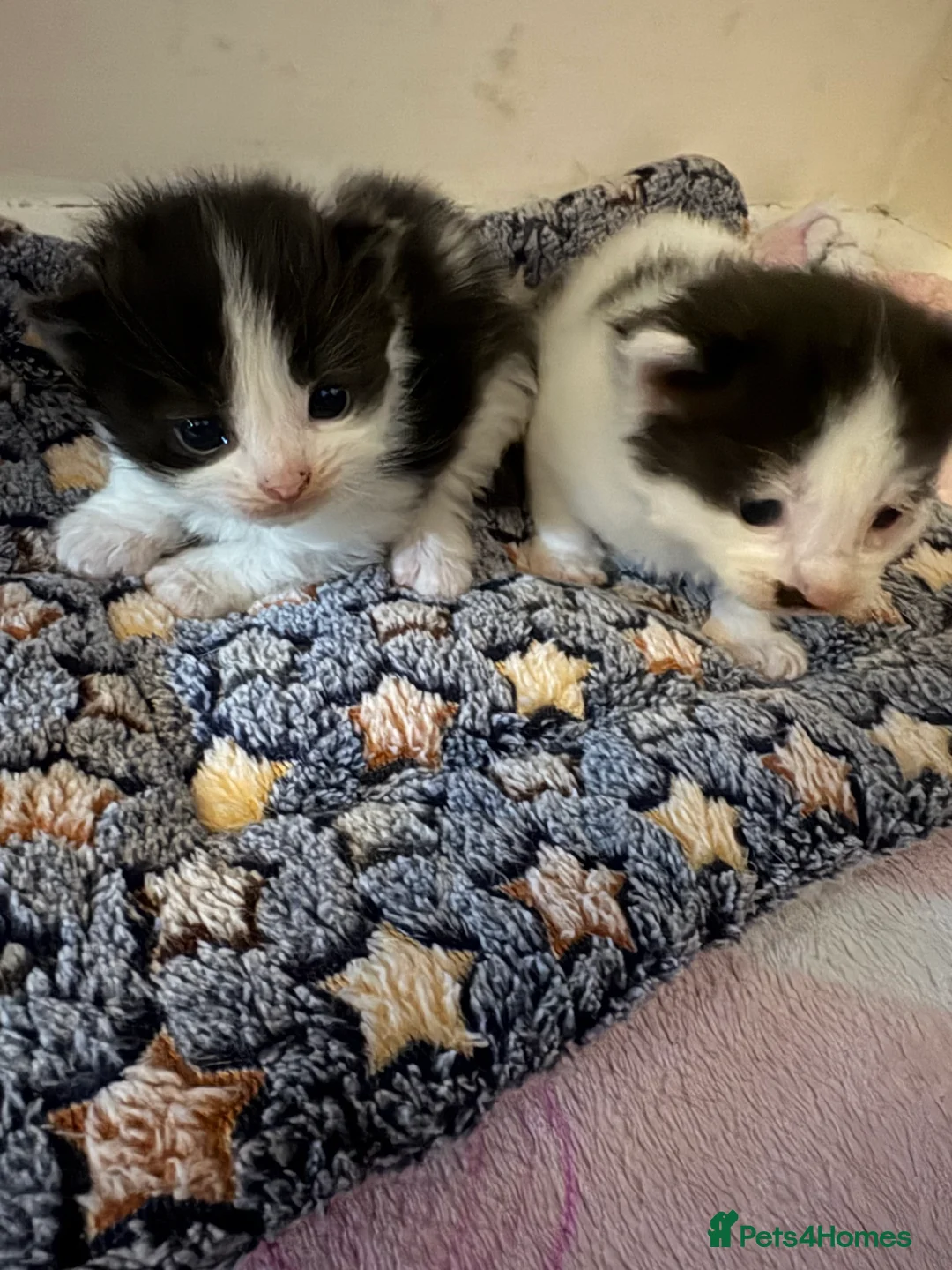 Mixed Breed cats for sale: Kittens - Advert 2