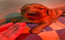 Irish Setter dogs for sale: Purebred Irish setter pups for sale - Advert 6