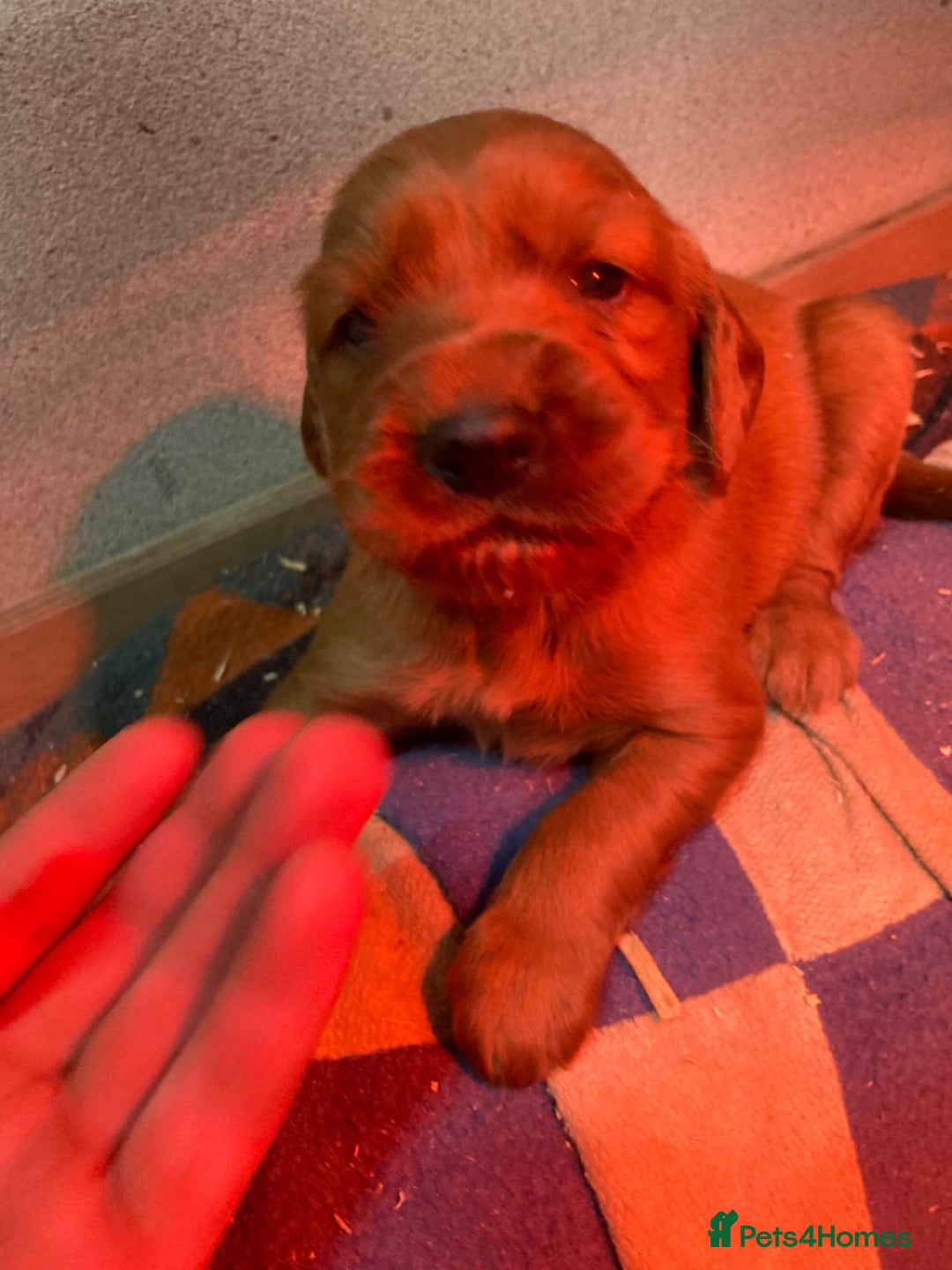 Irish Setter dogs for sale: Purebred Irish setter pups for sale - Advert 6