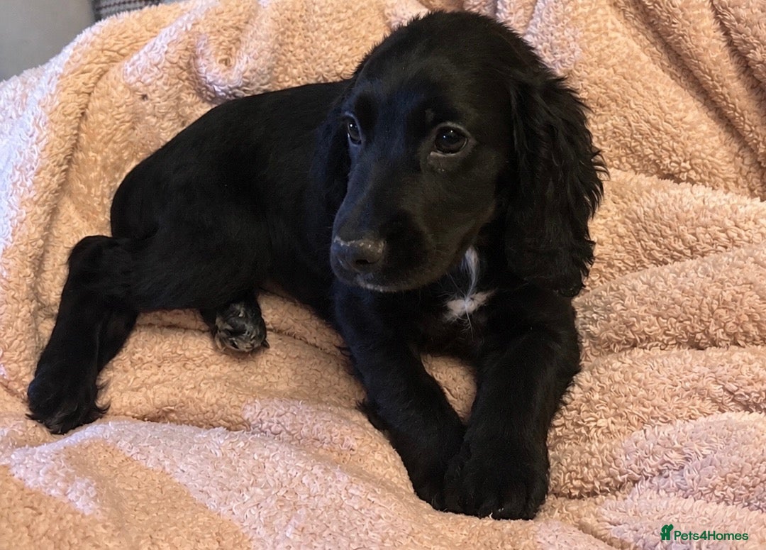 Cocker Spaniel dogs beautiful show cocker spaniel puppies  - Advert 11