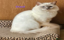 Ragdoll cats for sale: GCCF REGISTERED PEDIGREE RAGDOLL KITTENS - Image 23