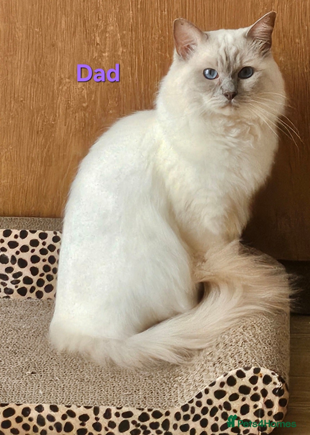 Ragdoll cats for sale: GCCF REGISTERED PEDIGREE RAGDOLL KITTENS - Image 23