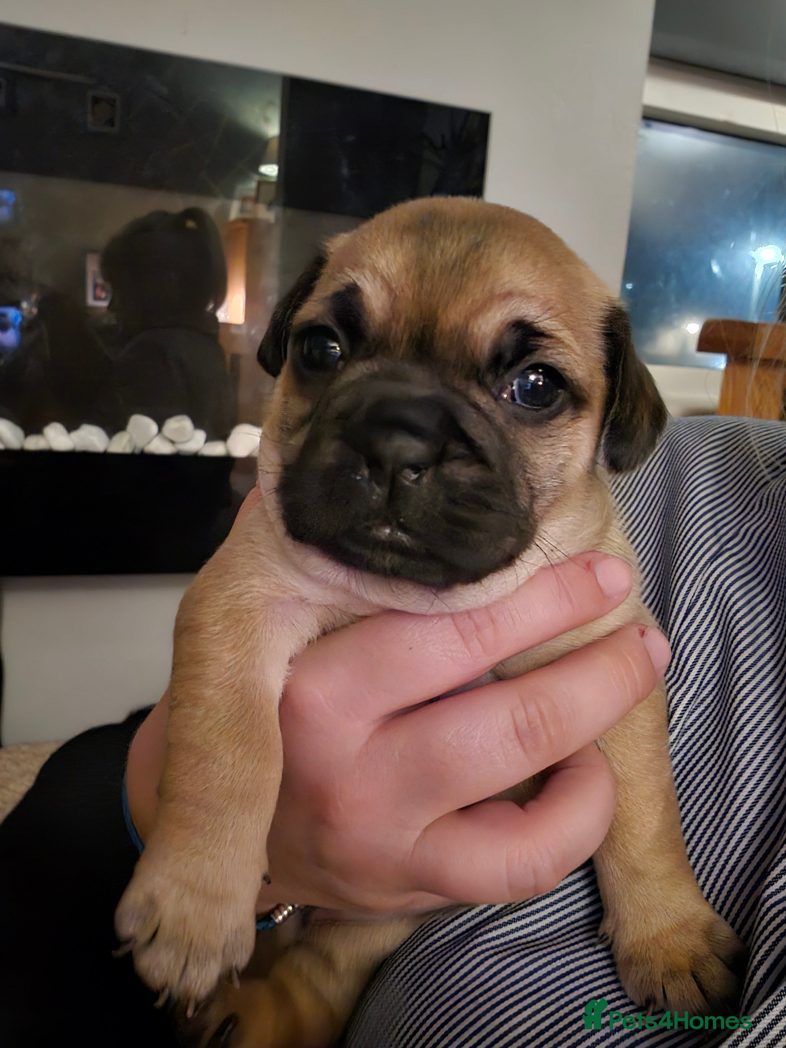 Frug dogs 1 beautiful girl left - Advert 6