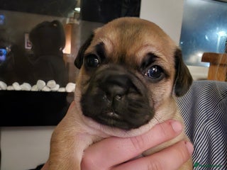 Frug dogs - Advert 1