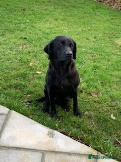 Labrador Retriever dogs  LAbrador Puppies For Sale - Advert 1