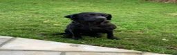Labrador Retriever dogs for sale:  LAbrador Puppies For Sale - Advert 1