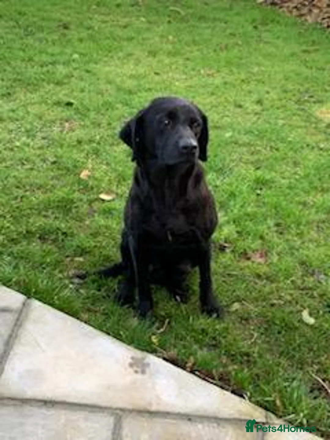 Labrador Retriever dogs for sale:  LAbrador Puppies For Sale - Advert 1