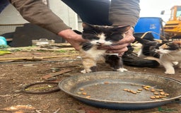 Domestic Shorthair cats for sale: Farm kittens £30 pair - Image 3