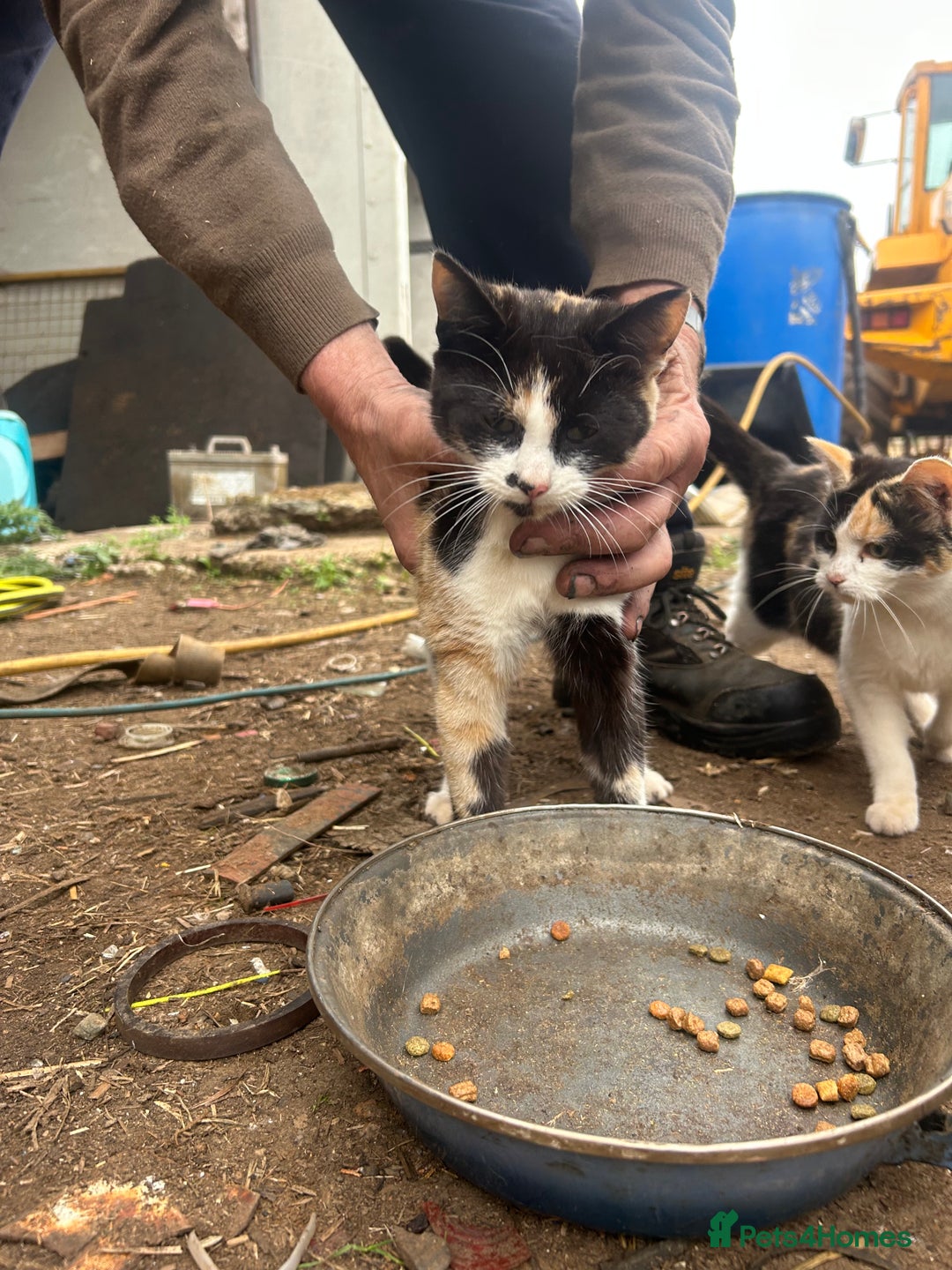 Domestic Shorthair cats for sale: Farm kittens £30 pair - Image 3