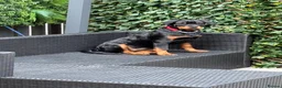 Rottweiler dogs for sale: 7 month old female Rottweiler  in Ripley - Advert 13