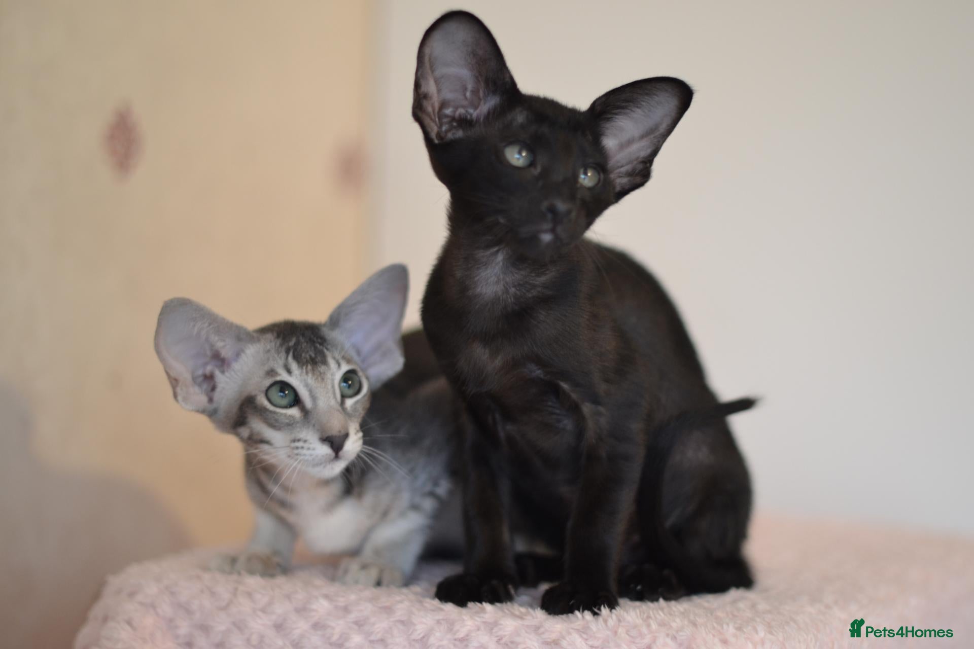 Oriental cats Tica Oriental kittens for reservation - Advert 13