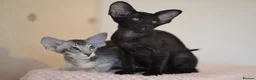 Oriental cats for sale: Tica Oriental kittens for reservation - Advert 1