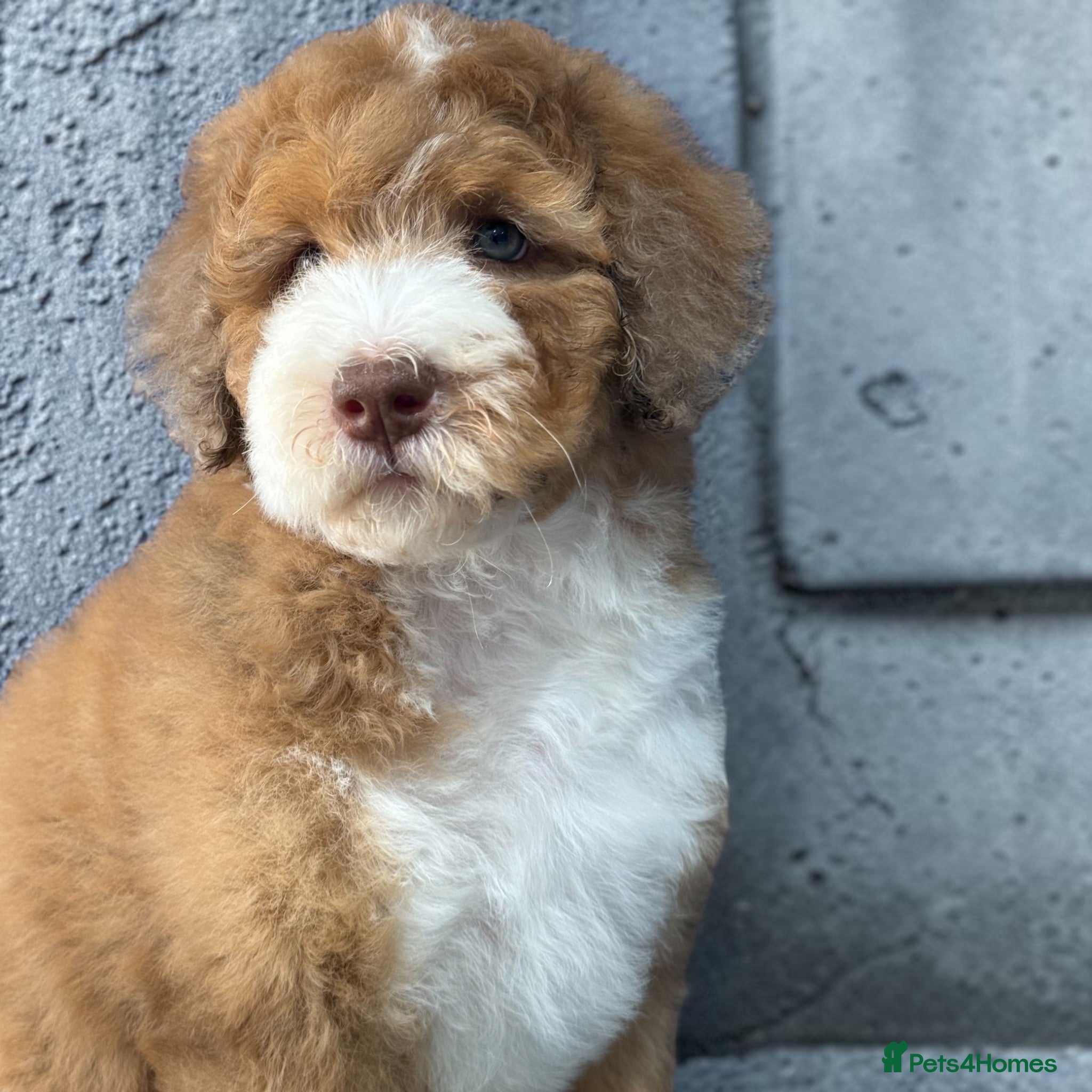 Bernedoodle dogs Mini Bernedoodles ready to go now - Advert 2