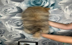 Pomeranian dogs for sale: Pomeranian puppies in Erith - Image 2