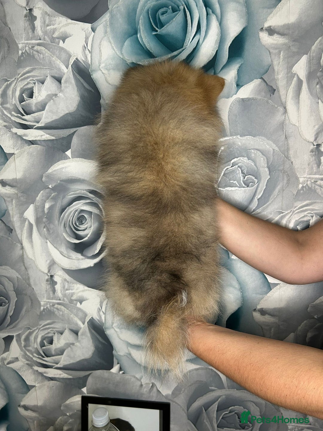 Pomeranian dogs for sale: Pomeranian puppies in Erith - Image 2