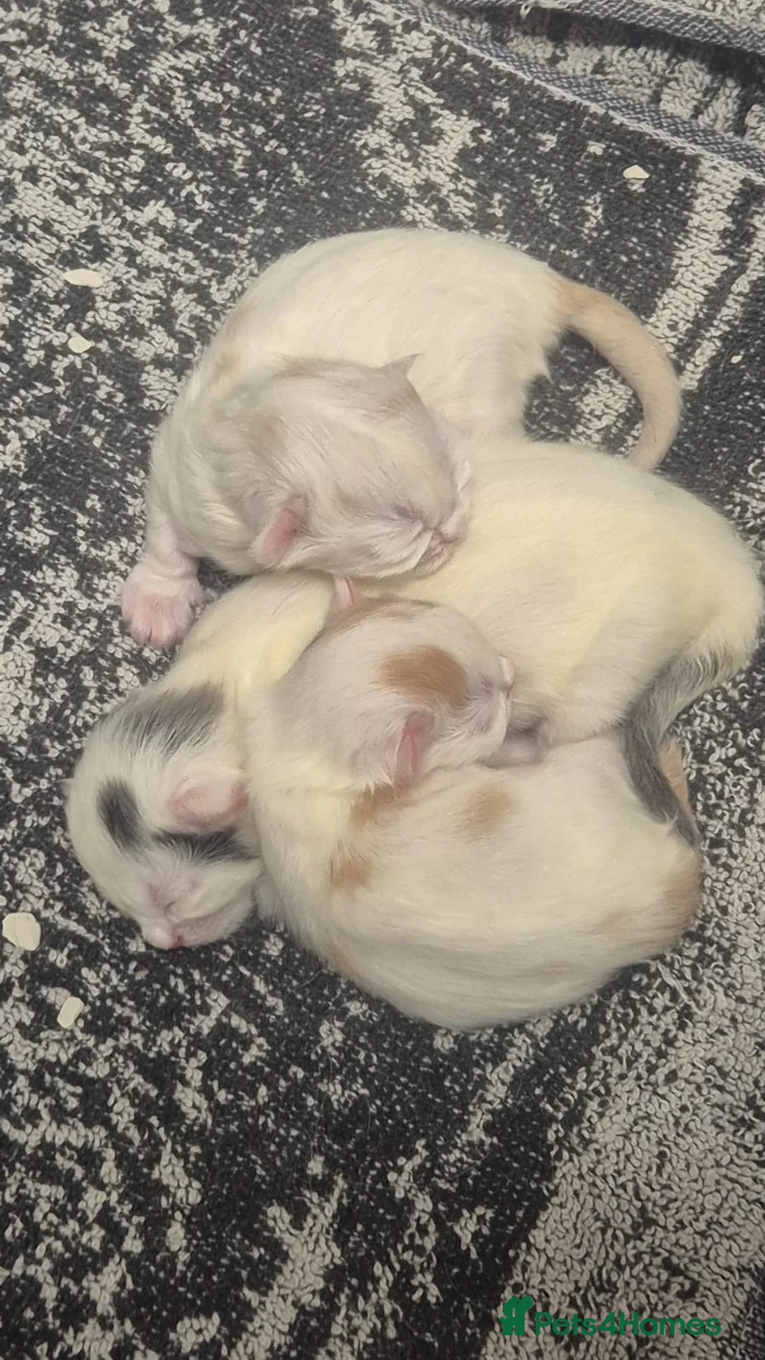 Mixed Breed cats for sale: Maine coon x - Advert 7