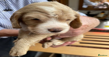 Cocker Spaniel dogs - Advert 16