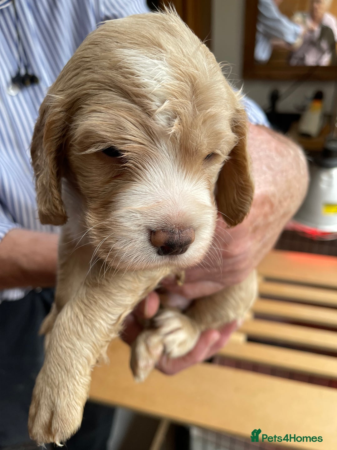 Cocker Spaniel dogs for sale: Working Cocker Spaniel  - Image 3