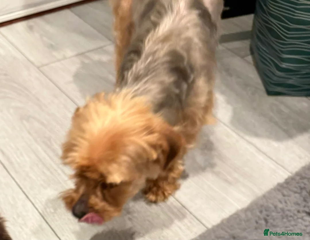 Yorkshire Terrier dogs for sale: Yorkshire terrier boy puppy  - Advert 2