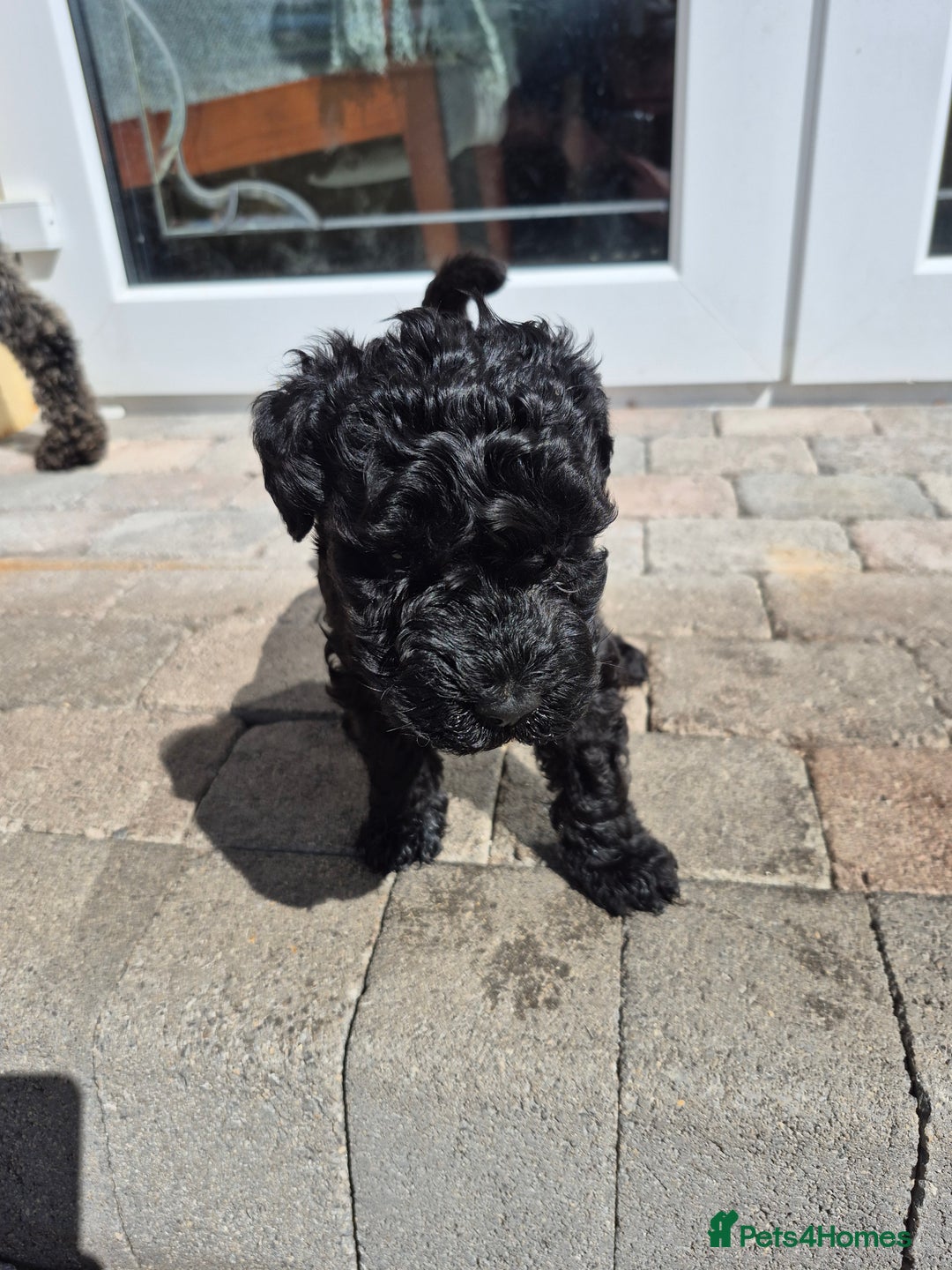 Kerry Blue Terrier dogs for sale: Kerry blue pups in Dungannon - Image 6