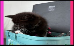 British Shorthair cats for sale: BSH KITTENS - Image 5