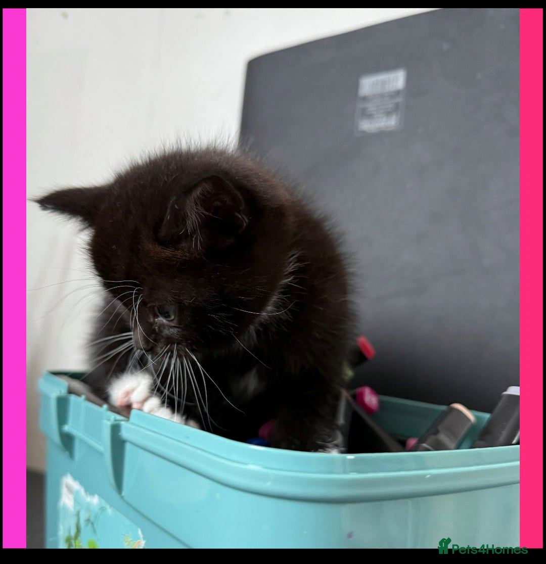 British Shorthair cats for sale: BSH KITTENS - Image 5