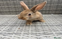 Mixed Breed rabbits for sale: Mini lop cross - Image 7