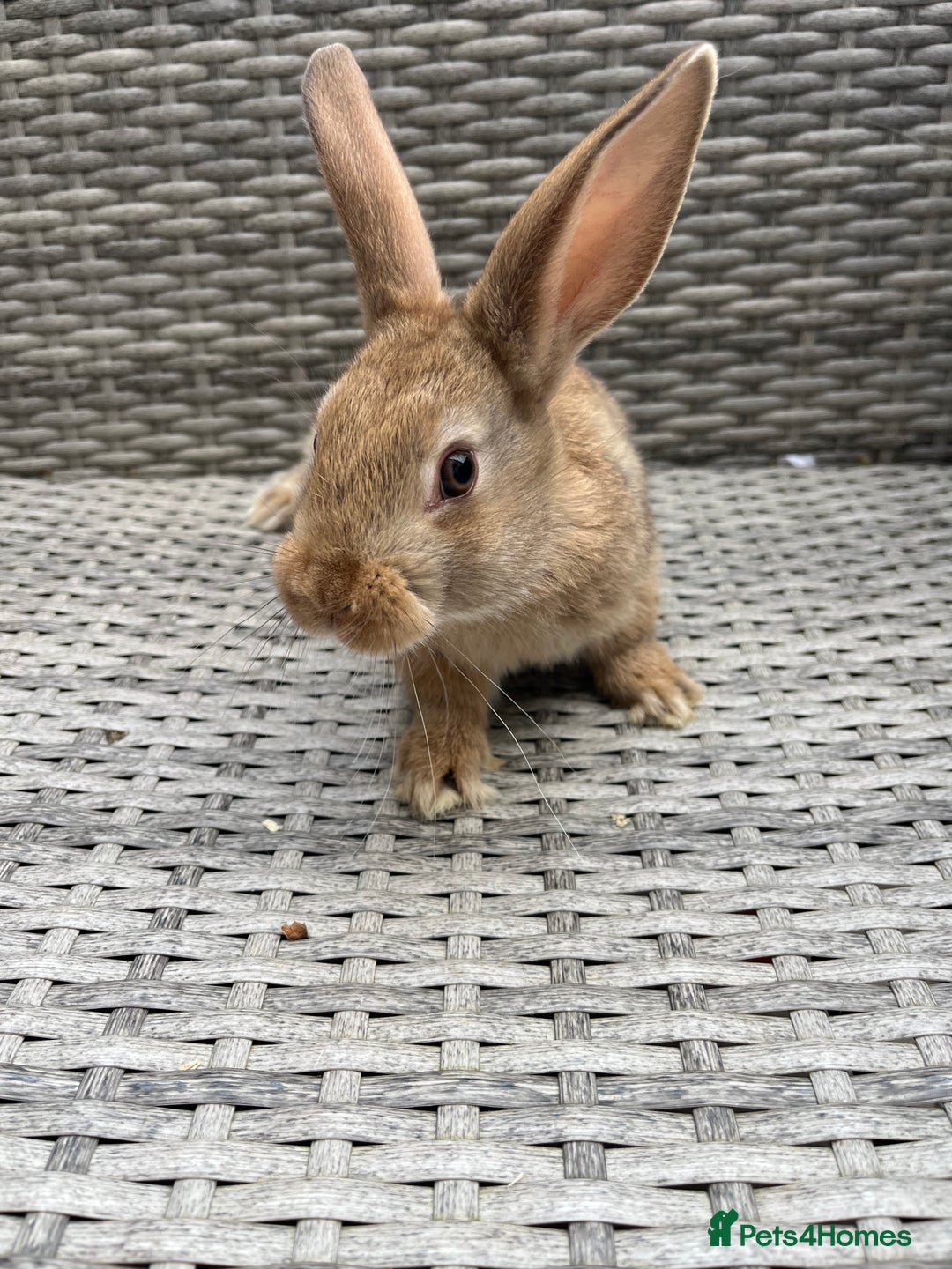 Mixed Breed rabbits for sale: Mini lop cross - Image 7