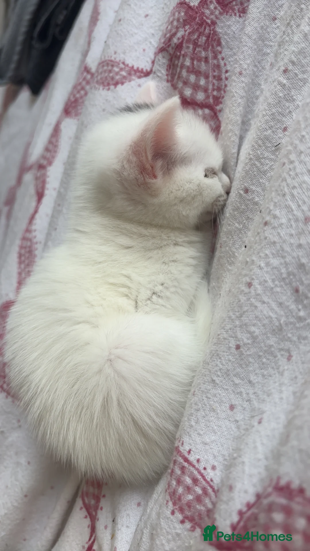 Mixed Breed cats for sale: Ready for their forever homes 17th  - Advert 13