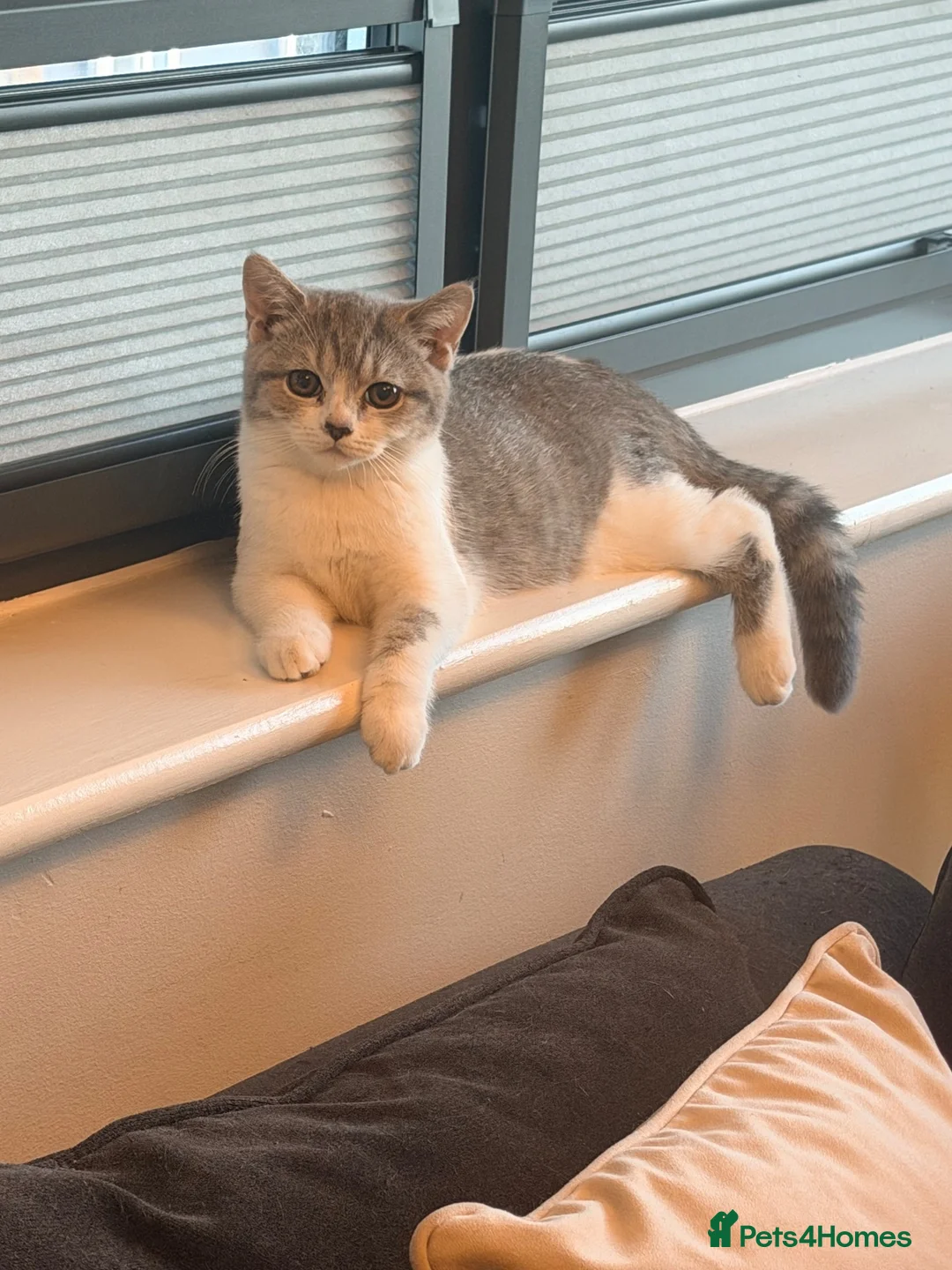 British Shorthair cats for sale: 2 British Shorthair Girls Available  - Advert 10