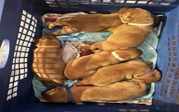 Labrador Retriever dogs for sale: KC Fox Red Labrador puppies - Image 8