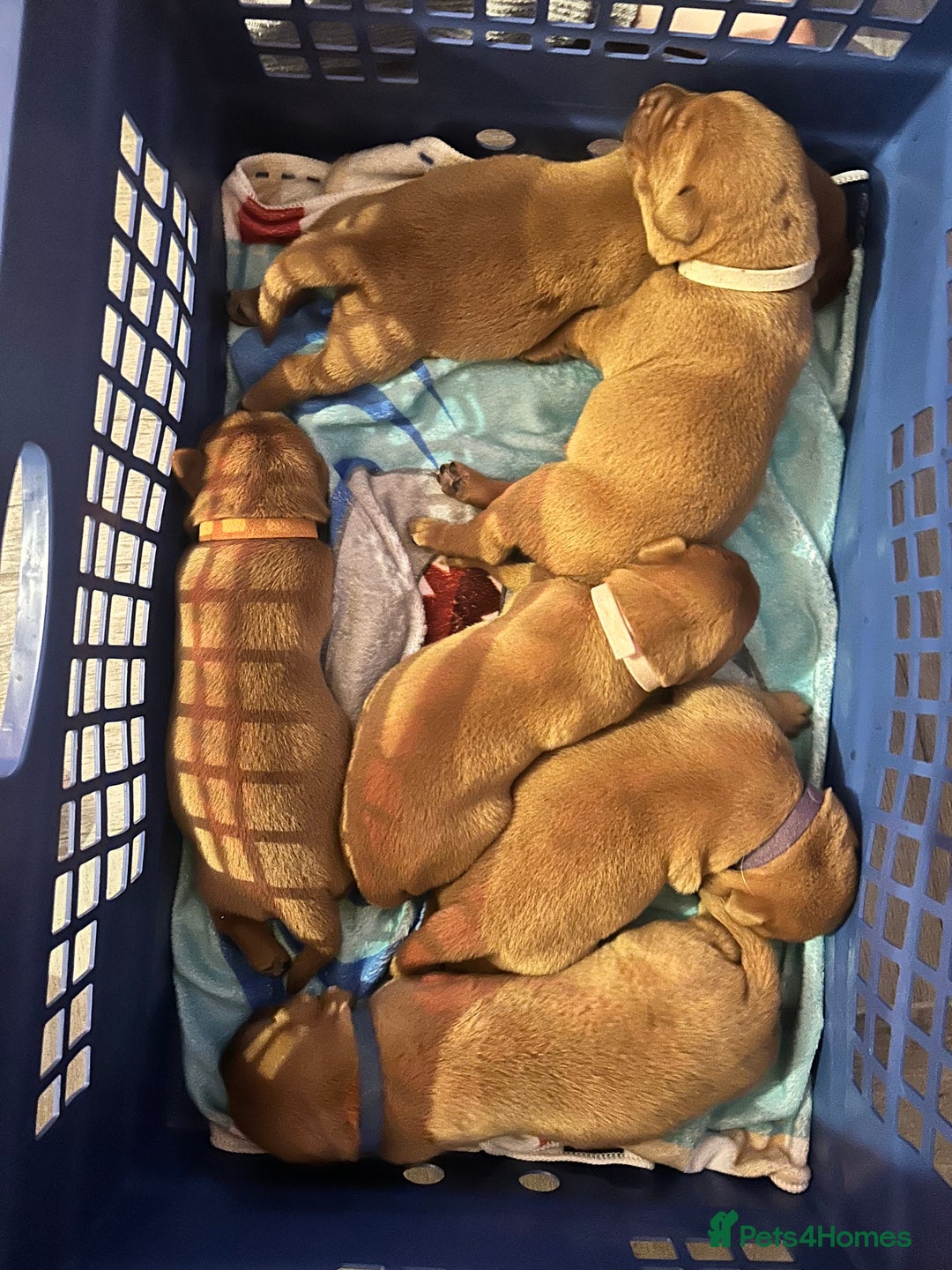 Labrador Retriever dogs for sale: KC Fox Red Labrador puppies - Image 8