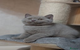 British Shorthair cats for sale: Only one boy available 💜🐾 - Image 5