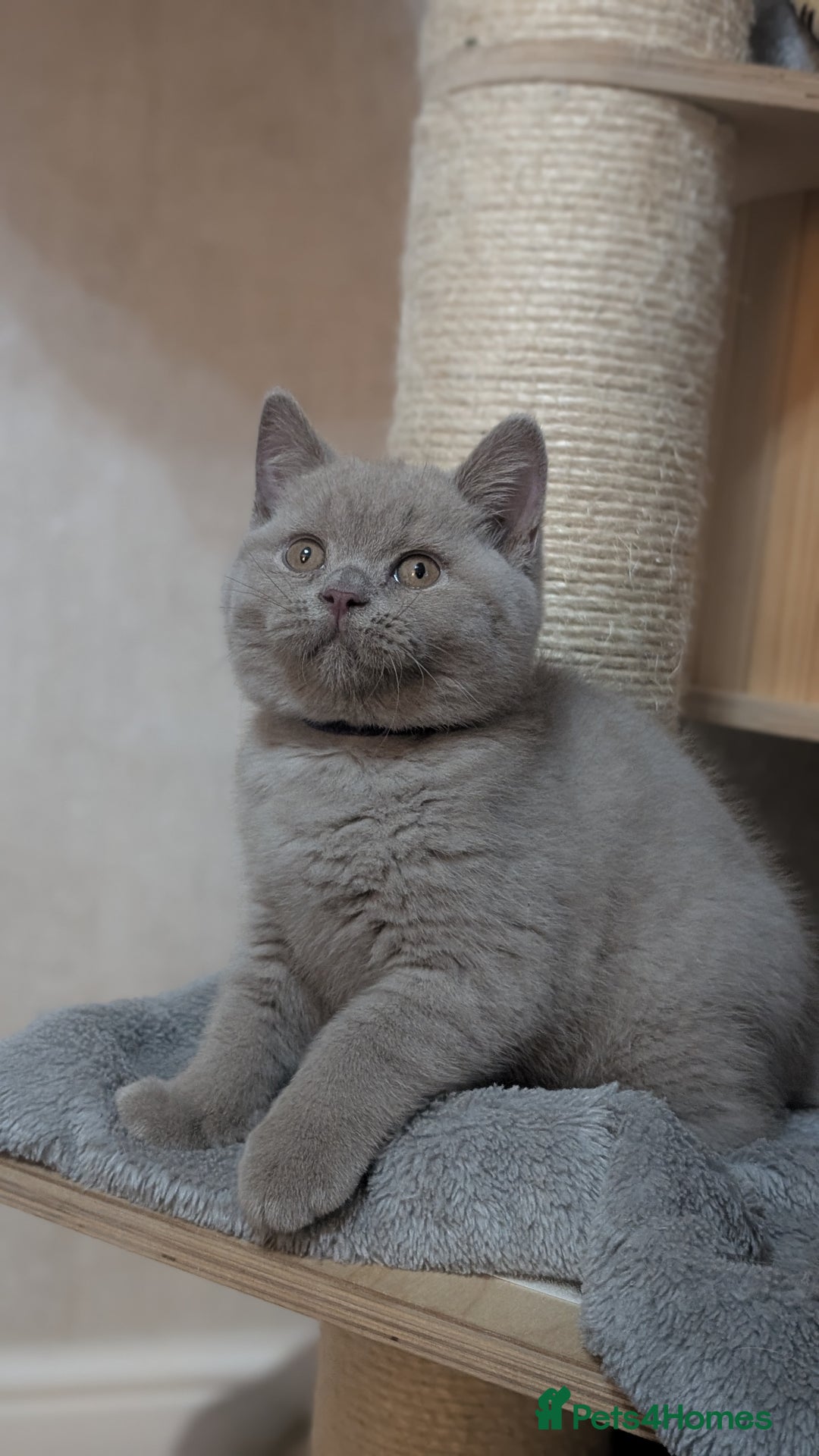 British Shorthair cats for sale: Only one boy available 💜🐾 - Image 5