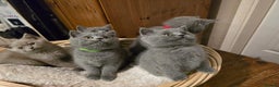 Scottish Fold cats for sale: Scottish fold /straight  - Advert 2