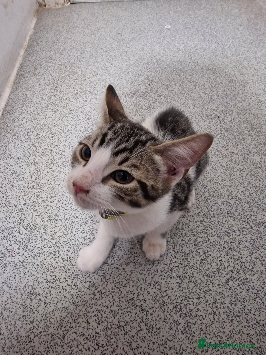Mixed Breed cats for sale: 3 mixed breeds  - Image 2