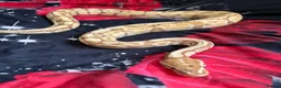 Python Snake reptiles for sale: Royal python collection  - Advert 4
