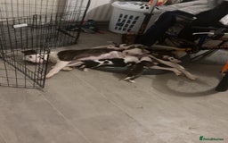 American Bulldog dogs for sale: 2 boys left  - Image 6