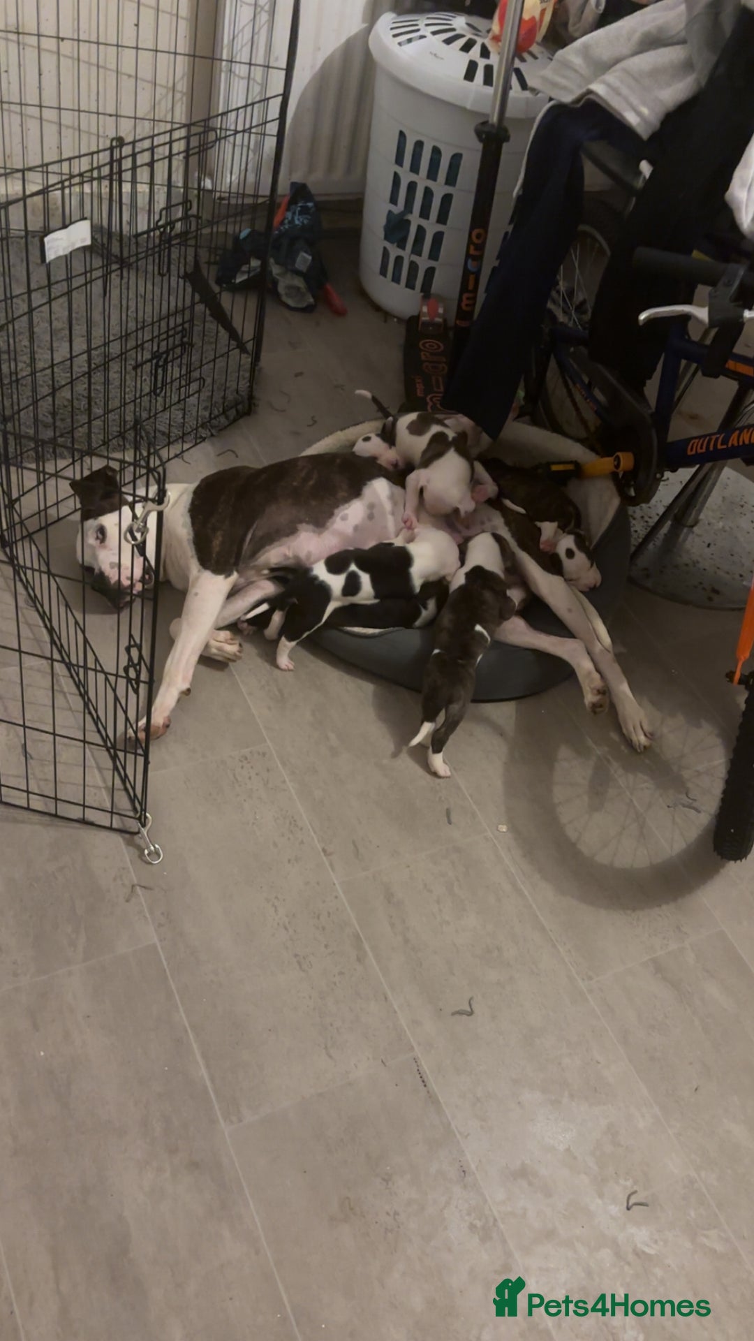 American Bulldog dogs for sale: 2 boys left  - Image 6