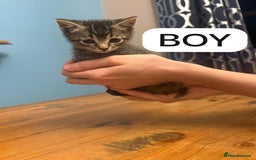Mixed Breed cats for sale: Kittens - Image 6