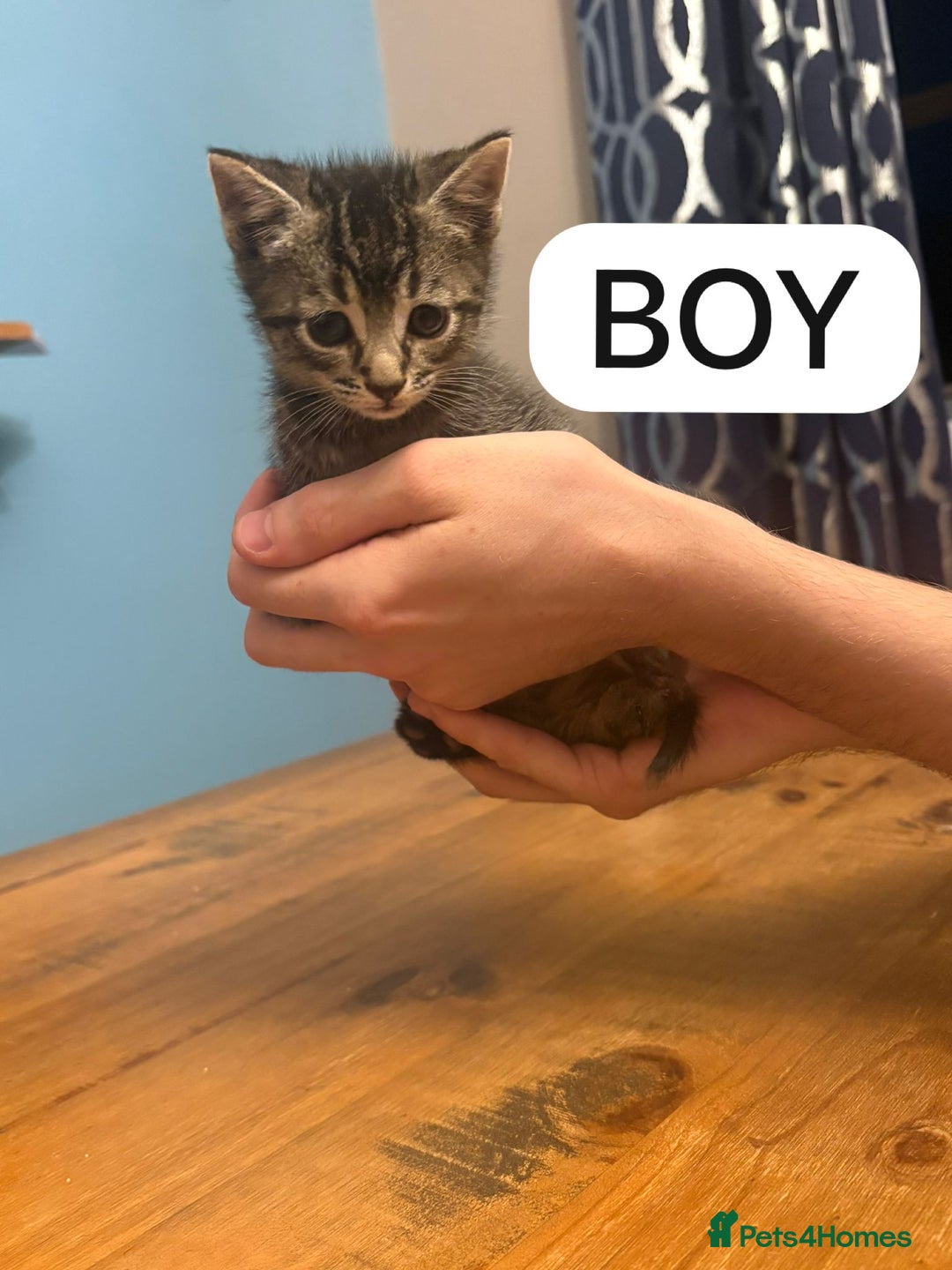 Mixed Breed cats for sale: Kittens - Image 6